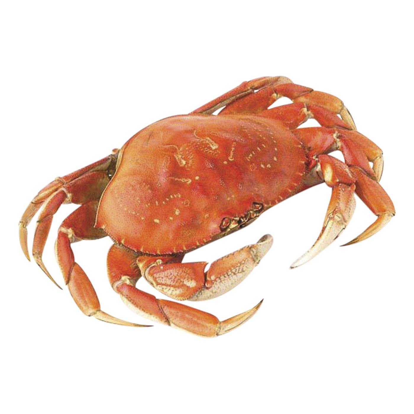 wild-caught-frozen-cooked-dungeness-pacific-whole-crab-each-main