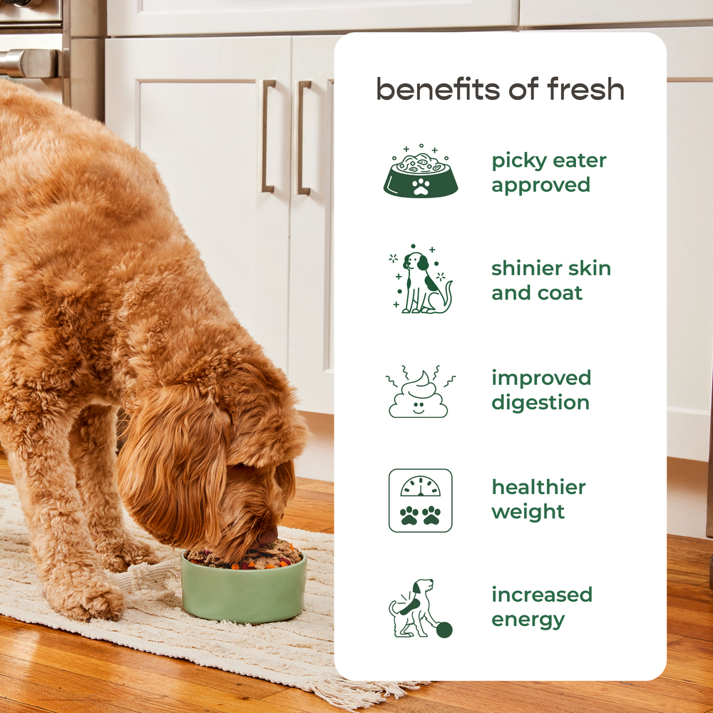 Freshpet Dog Food, Home Cooked Chicken Recipe, Larger SizeFrontRight