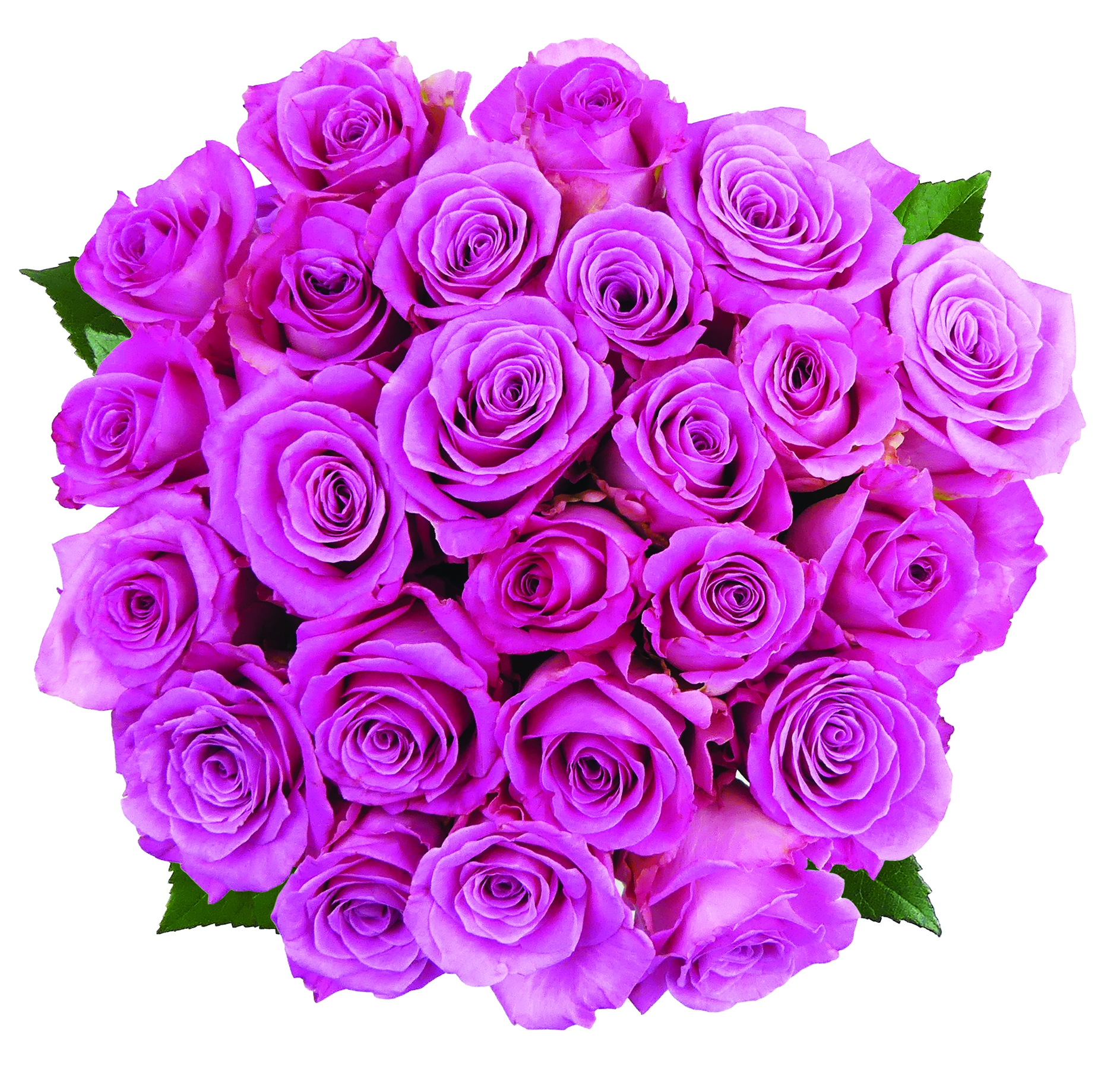 ギャラガー　ローズ　オール　デイ　Gallagher Rose All Dae Rosé All Dae – AMERICAN PERFUMER®