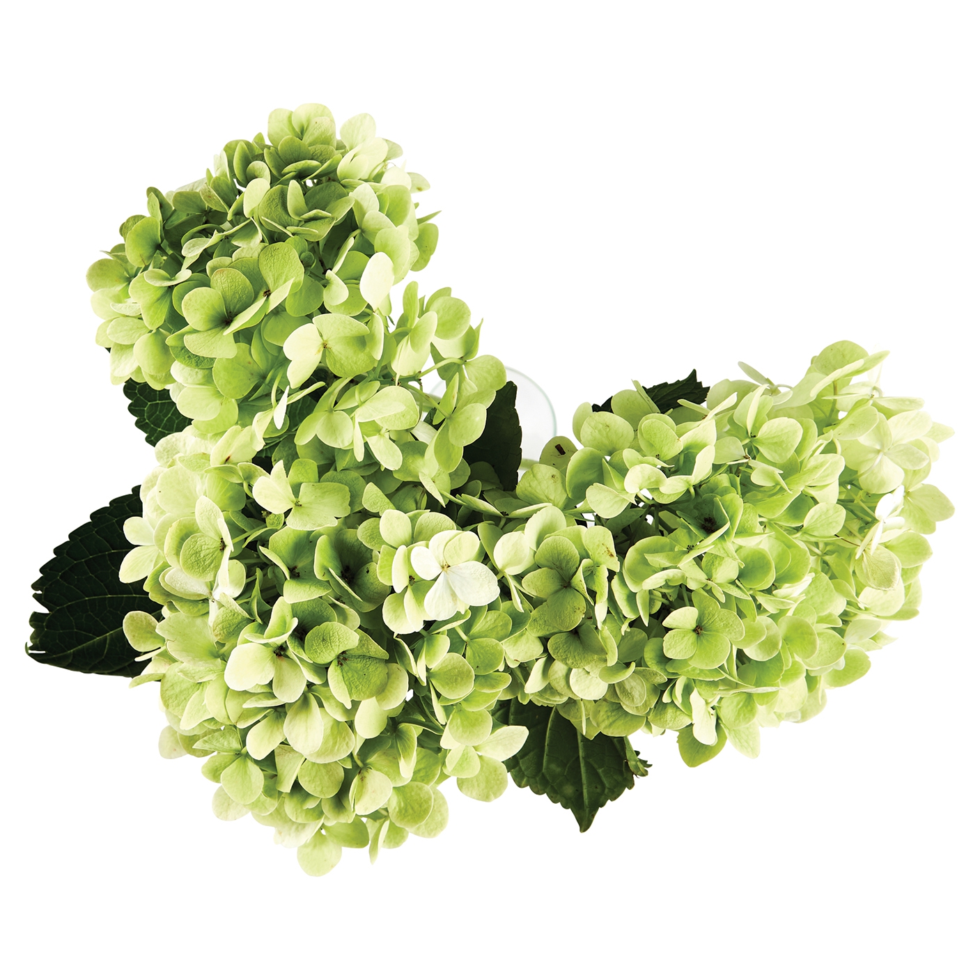 Hydrangea Assorted 3 Stem